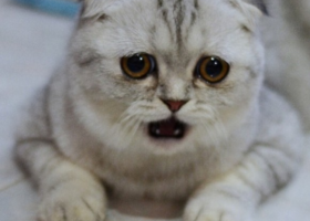 【横浜GOFEST】ハズレた。。。落選者予備軍の悲痛な叫び！当たれ当たれ当たれ！【皆に幸あれ】