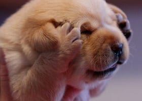 【ポケモンGOコロナ対策室】3月以降のイベントどうなるの？