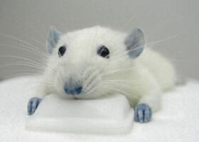 【悲報】新入社員さん、上司に「まだポケモンGOやってるんですか？」と言ってしまう！その結果・・・(8/13更新)